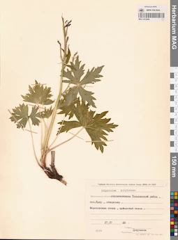 MAG 0012940