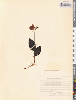 MAG 0001615