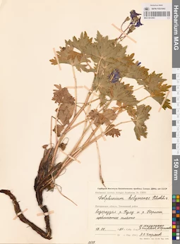 MAG 0012943