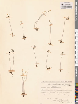 MAG 0012849
