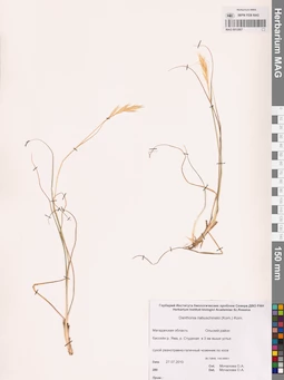 MAG 0012957