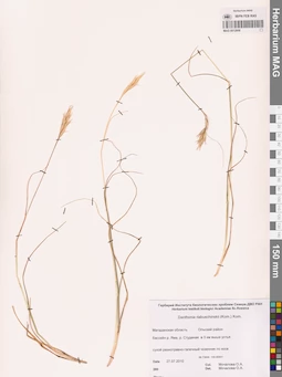 MAG 0012958