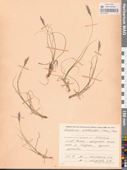 MAG 0012959