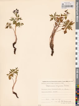 MAG 0012944