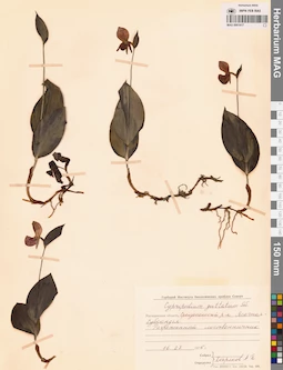 MAG 0001617