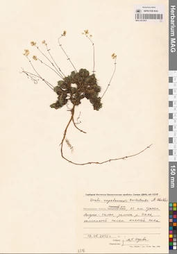 MAG 0012851