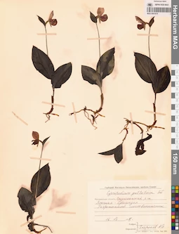MAG 0001618
