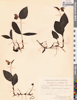 MAG 0001619