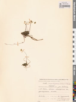 MAG 0012852