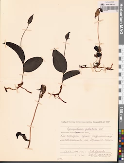 MAG 0001621