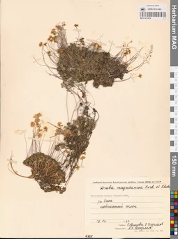 MAG 0012854