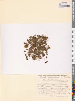 MAG 0012855