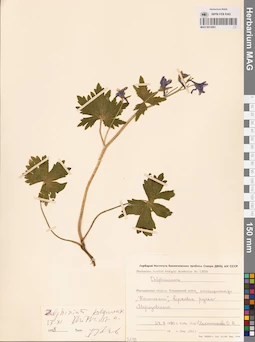 MAG 0012951