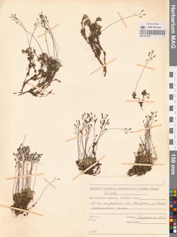 MAG 0012858