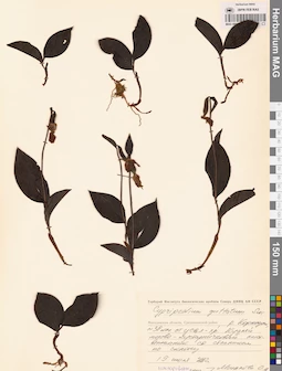 MAG 0001626