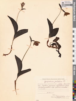 MAG 0001627