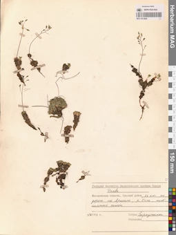 MAG 0012860