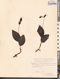 MAG 0001628