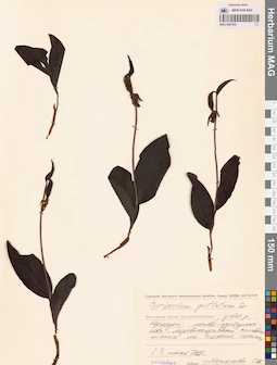MAG 0001632
