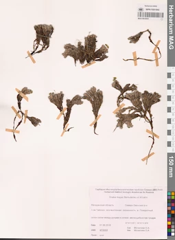 MAG 0012835