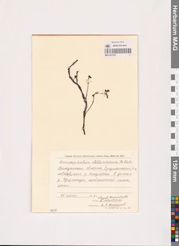 MAG 0013231