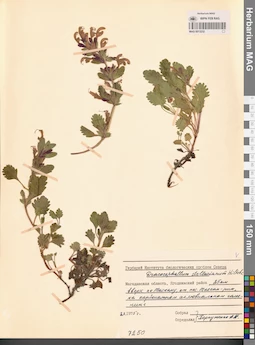 MAG 0013232