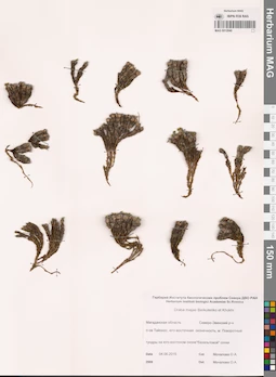 MAG 0012840