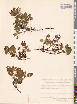 MAG 0013235