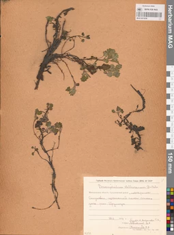 MAG 0013236