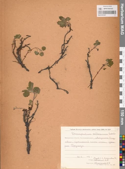 MAG 0013237