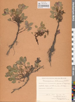 MAG 0013238
