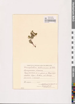 MAG 0013241