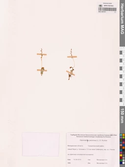 MAG 0001931