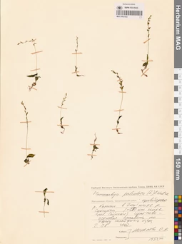 MAG 0001932