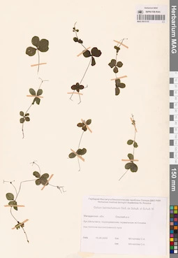 MAG 0015135
