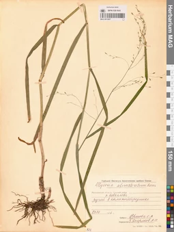 MAG 0013007