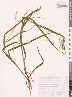 MAG 0013009