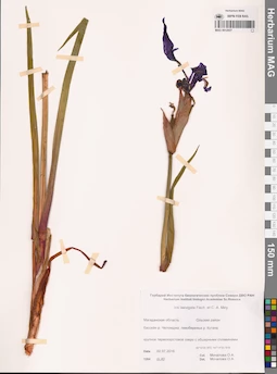 MAG 0012927