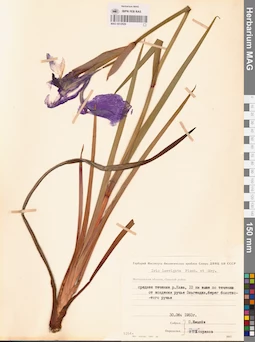 MAG 0012929