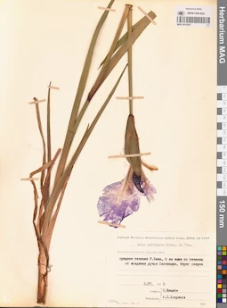 MAG 0012931