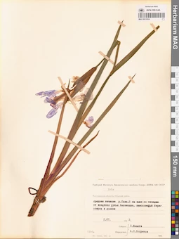 MAG 0012934