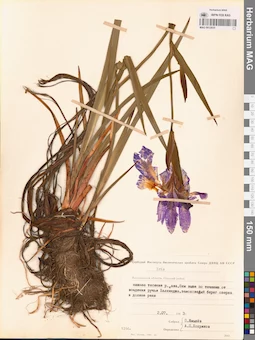 MAG 0012935