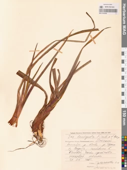 MAG 0012936