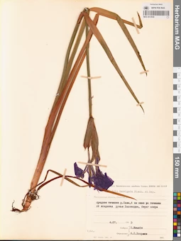 MAG 0012938