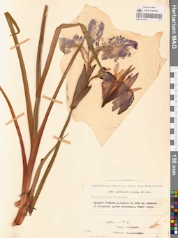 MAG 0012939