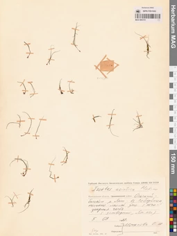 MAG 0003751