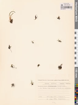 MAG 0003754