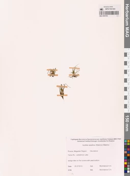 MAG 0003764