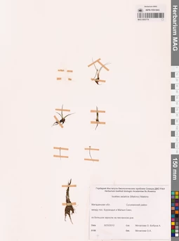 MAG 0003774