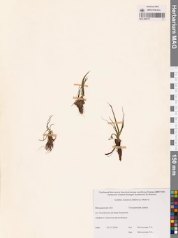 MAG 0003777